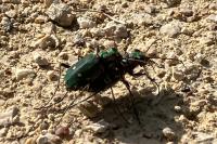 Cicindela campestris