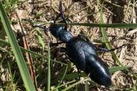 Meloe proscarabaeus