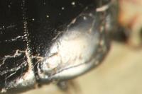 Margarinotus purpurascens