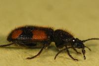 Panagaeus bipustulatus