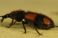 Panagaeus bipustulatus