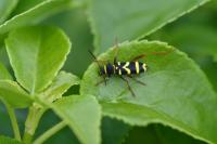 Clytus arietis