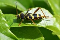 Clytus arietis