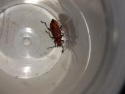 Pyrochroa serraticornis