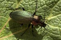 Carabus monilis