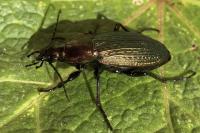 Carabus monilis