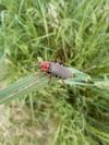 Cantharis rustica