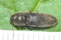 Agriotes sordidus