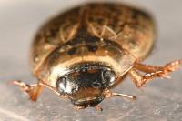 Agabus nebulosus