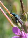 Oedemera nobilis