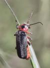 Cantharis rustica