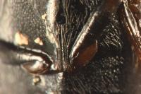 Hydroporus planus