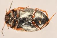 Hydroporus tessellatus