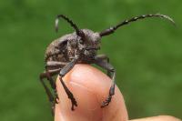 Lamia textor
