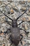 Lamia textor