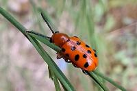 Crioceris duodecimpunctata