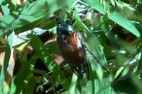 Phyllopertha horticola