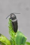 Cidnopus pilosus