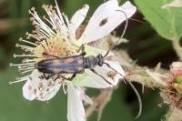 Anoplodera sexguttata