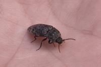Agrypnus murinus