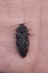 Agrypnus murinus
