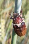 Anoxia villosa