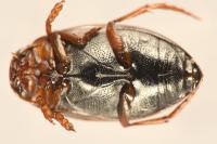 Hygrotus impressopunctatus