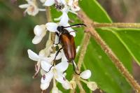 Pseudovadonia livida