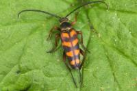 Leptura aurulenta