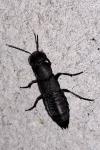 Ocypus olens