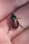 Phyllopertha horticola