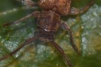 Exocentrus adspersus