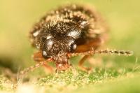 Contacyphon coarctatus