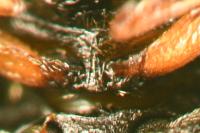 Scymnus suffrianioides