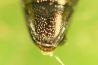 Agrilus derasofasciatus