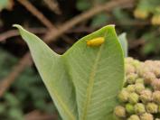 Cteniopus sulphureus