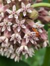 Rhagonycha fulva