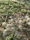 Rhagonycha fulva