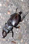 Lucanus cervus