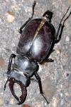 Lucanus cervus