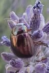 Chrysolina americana