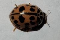Oenopia conglobata