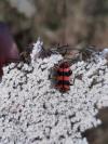 Trichodes alvearius