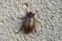 Amphimallon