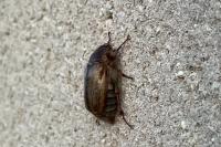 Amphimallon