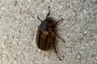 Amphimallon