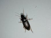 Pseudoophonus rufipes