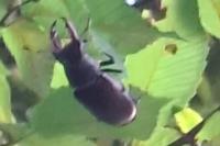 Lucanus cervus