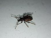 Otiorhynchus aurifer