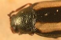 Phyllotreta vittula